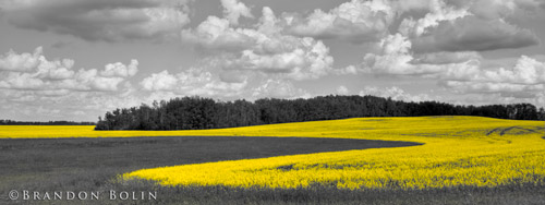 Selective Colour Example in Photoshop